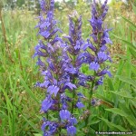 Great Blue Lobelia